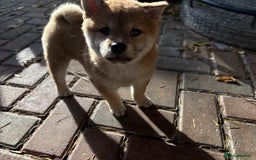 Japanese Shiba Inu dogs for sale: Multi champion Japanese Shiba Inu’s - Image 19