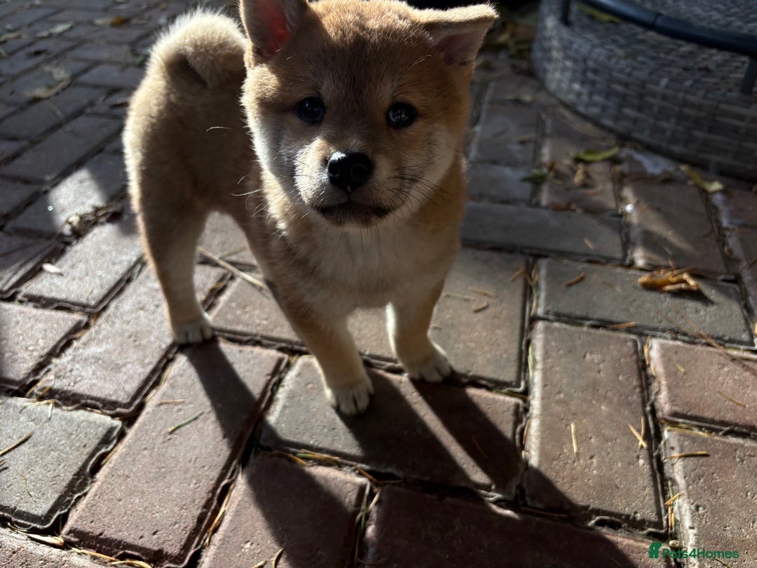 Japanese Shiba Inu dogs for sale: Multi champion Japanese Shiba Inu’s - Image 19