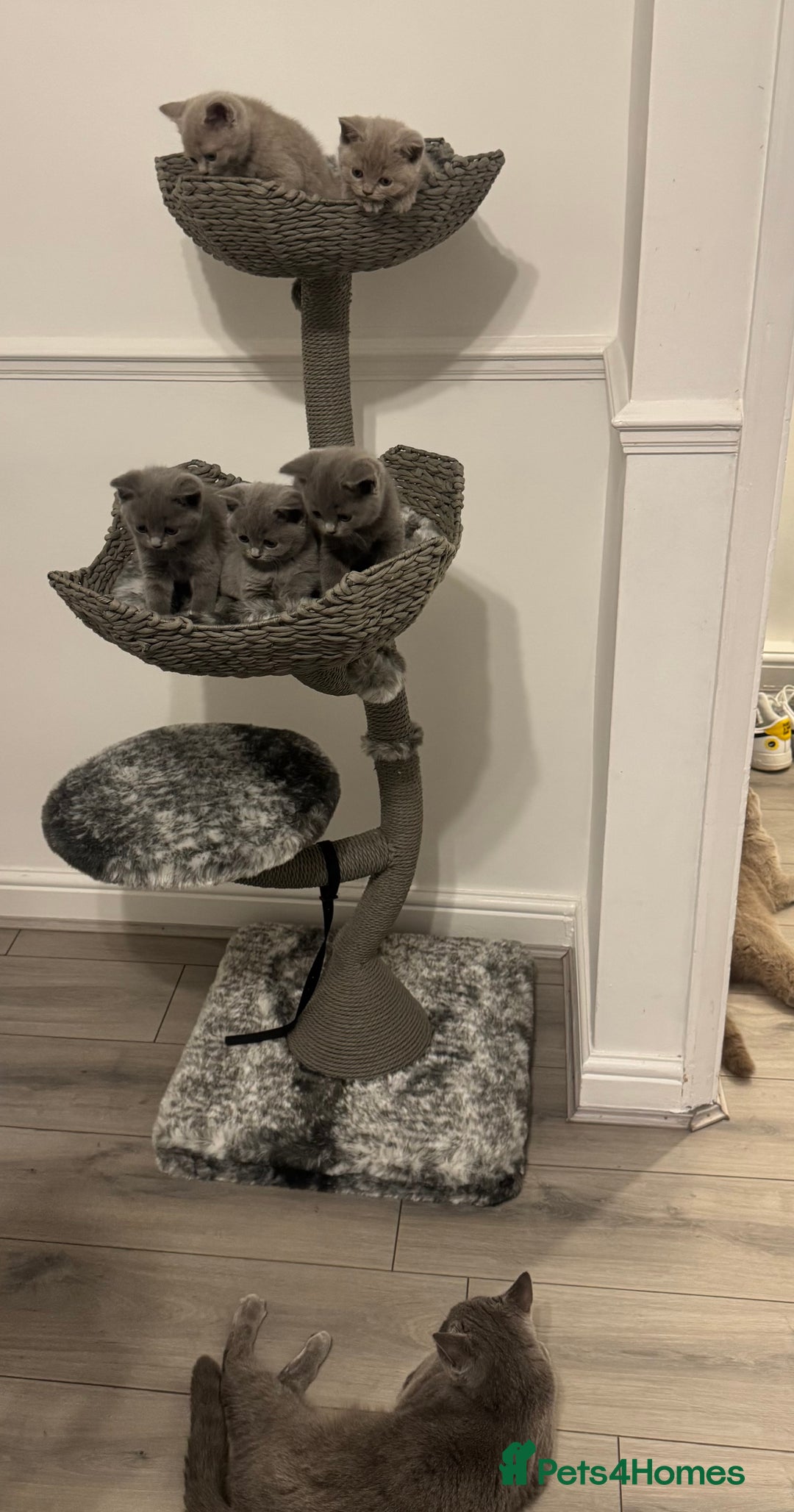 British Shorthair cats for sale:  ❤️Adorable British Shorthair Kittens❤️ - Advert 7