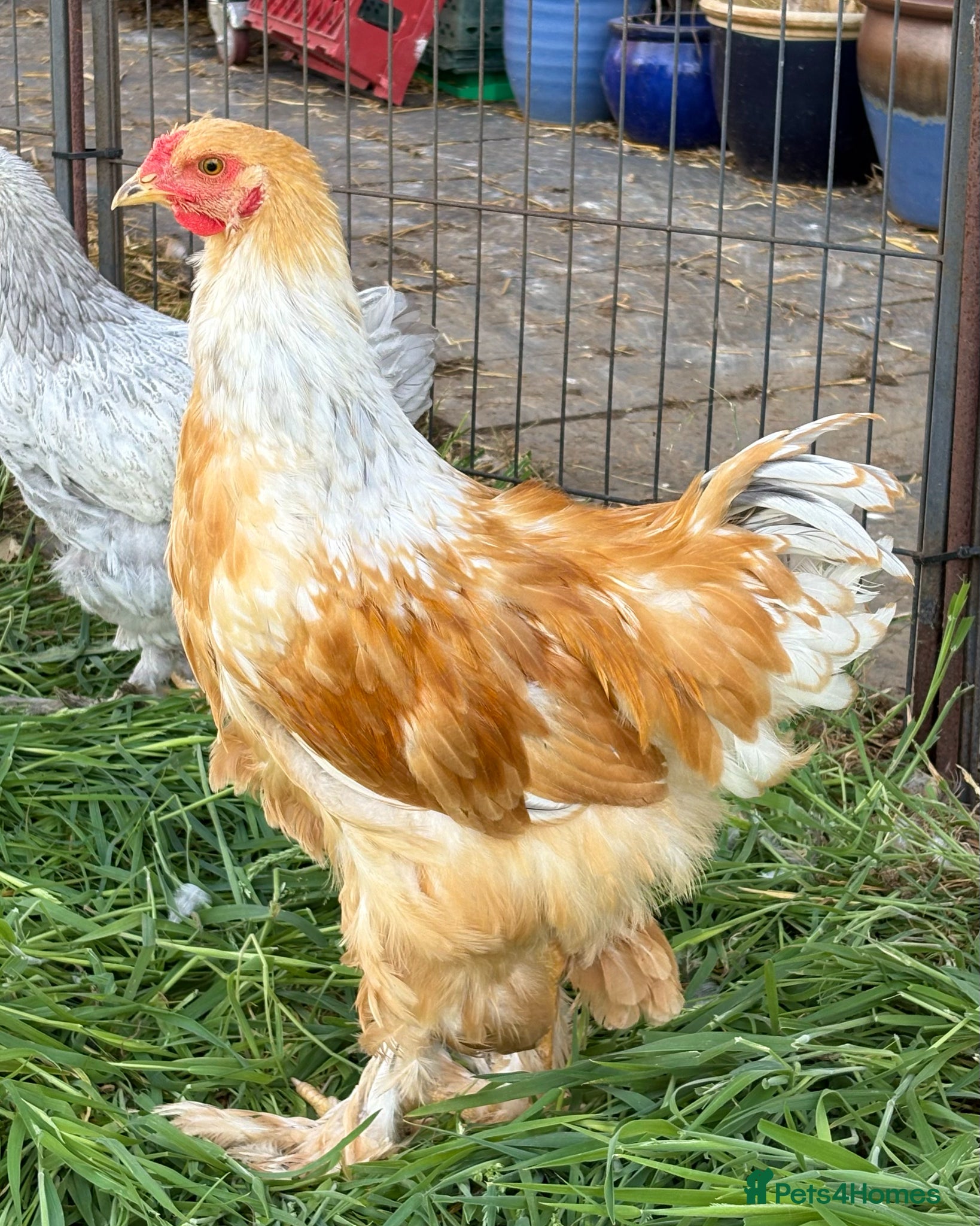 Chickens poultry for sale: Ready Soon: Large Fowl Brahma Pairs Mixed Colours - Advert 2