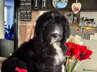 Bernedoodle dogs 1 left f1 standard bernedoodles puppies - Advert 5