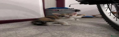 Kitten 2