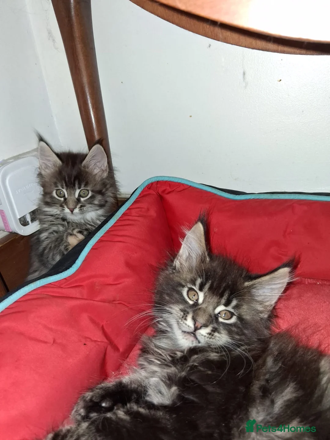 Maine Coon cats for sale: Pedigree Maine Coon xl - Advert 1