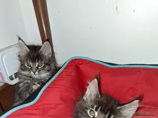 Maine Coon cats Pedigree Maine Coon xl - Advert 18