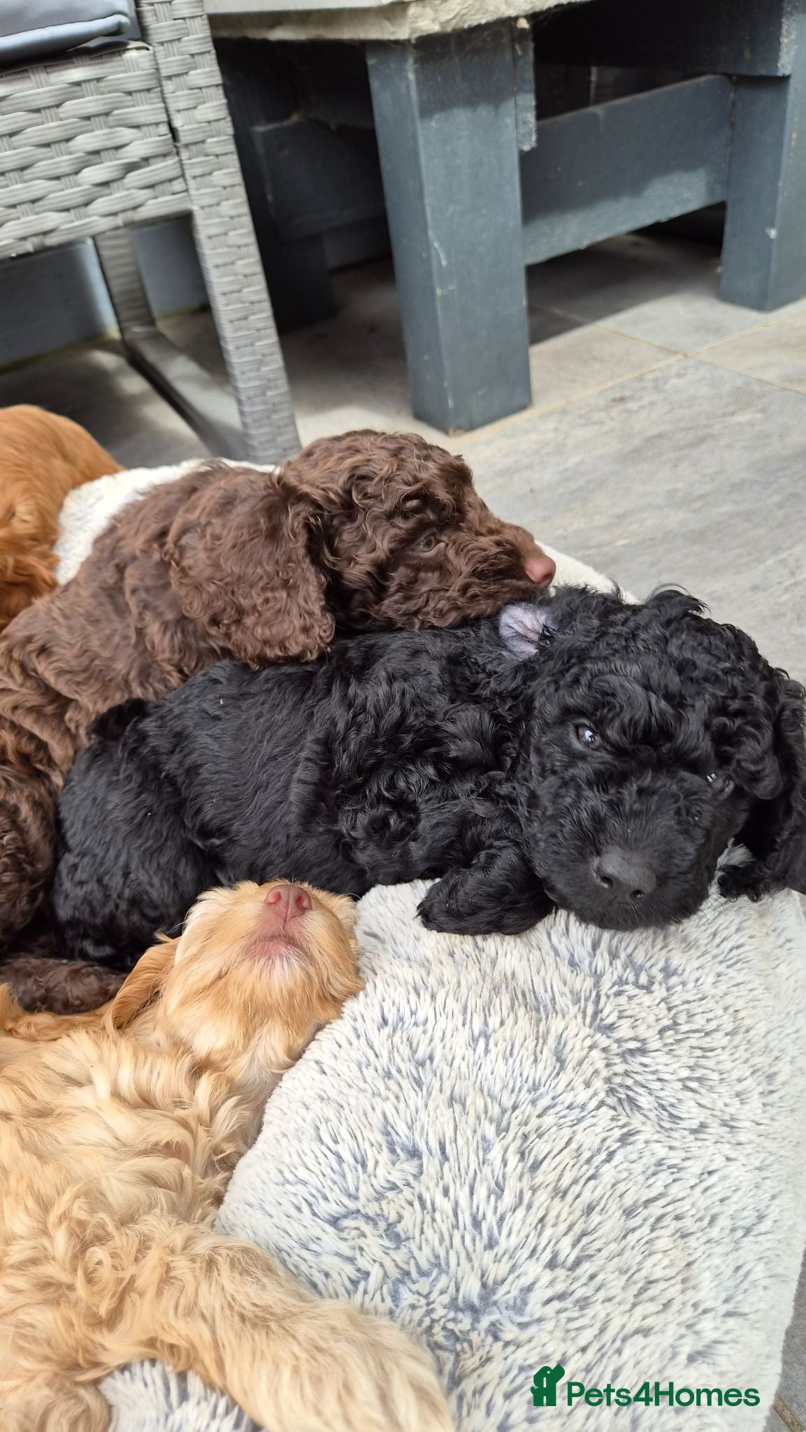 Cockapoo dogs Gorgeous Cockapoo Puppies Available forReservation - Advert 2
