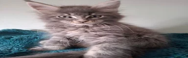 Bilbo