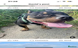 American Bull Staffy dogs for sale: Toffee the pocket bully - Image 3