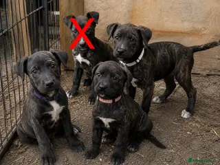 Lurcher dogs Beautiful Boy Lurcher Puppies - Advert 1