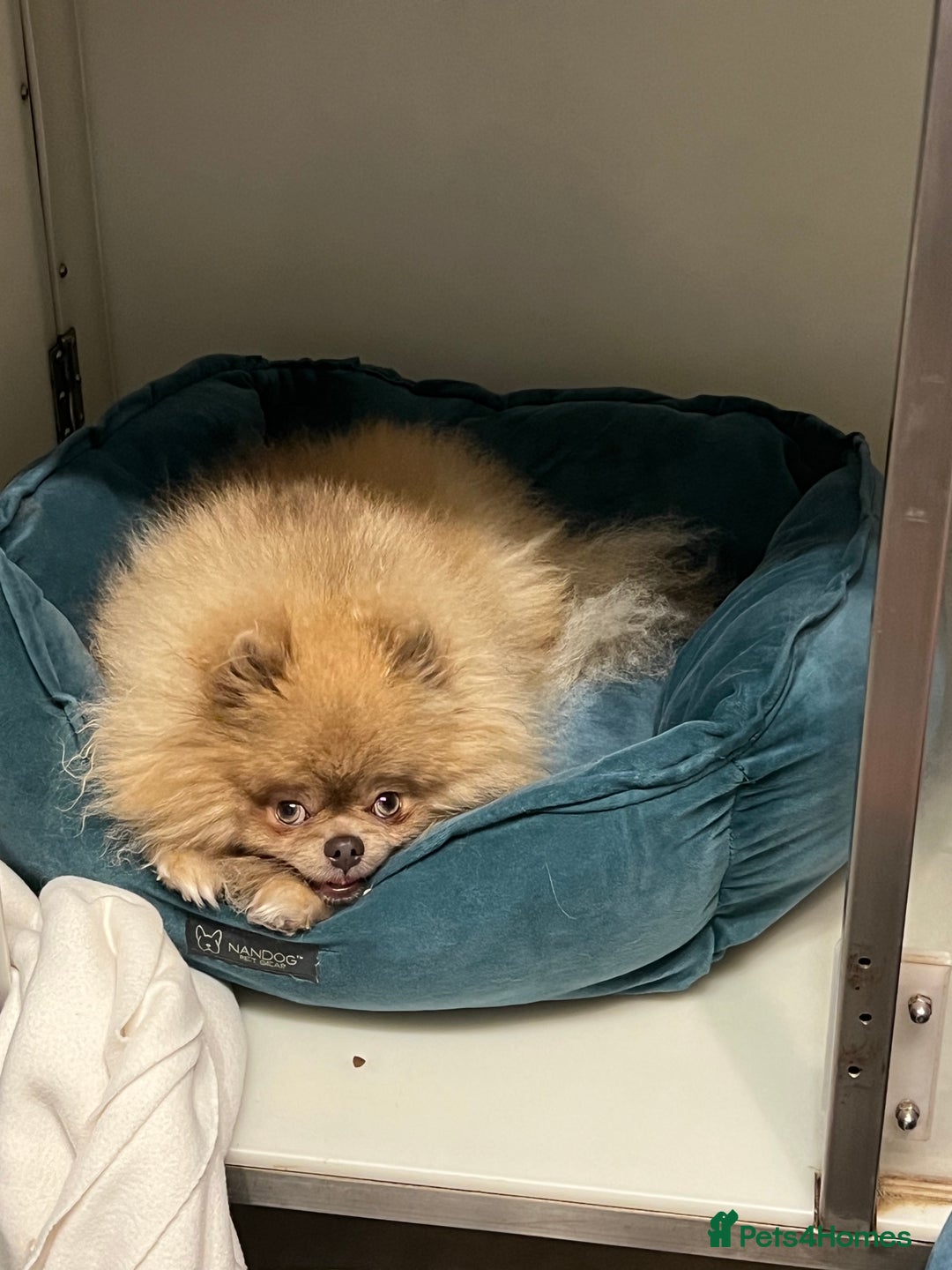 Pomeranian dogs for sale: Teddybear cuddly Retired spayed 1-2 years old  - Image 6
