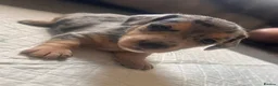 Mixed Breed dogs for sale: Miniature dachshund puppies   - Advert 4