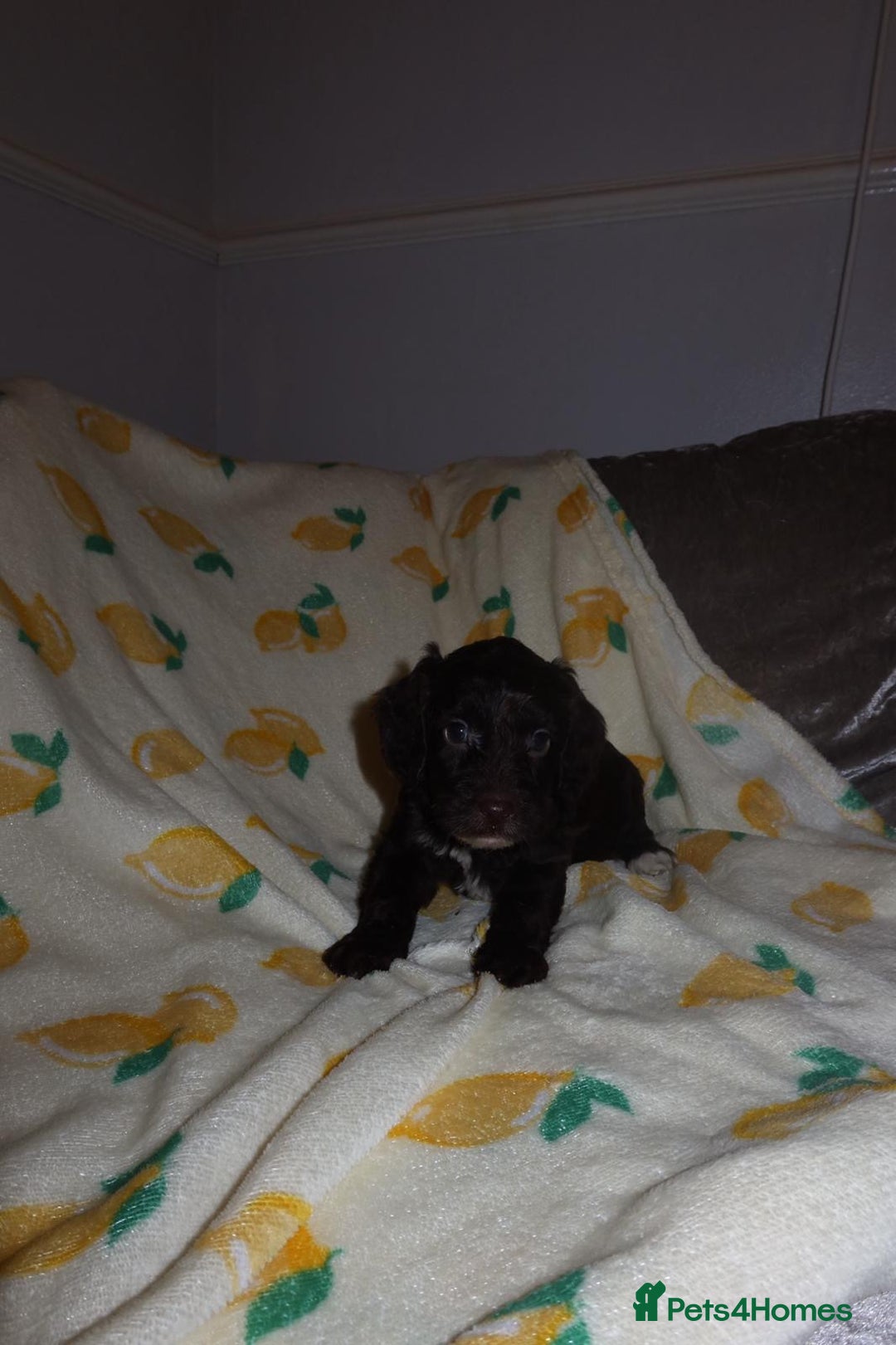 Cockapoo dogs for sale: Beautiful Cockapoo pups - Image 2