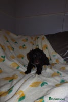 Cockapoo dogs - Advert 10