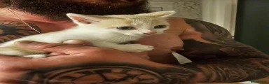 Mixed Breed Kitten 2