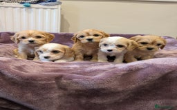 Cavachon dogs for sale: 8 Beautiful Cavachons💙💙💙🩷🩷🩷🩷🩷 - Image 10