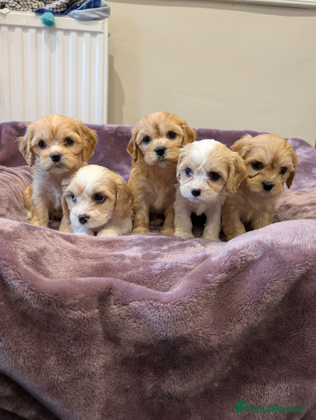 Cavachon dogs for sale: 8 Beautiful Cavachons💙💙💙🩷🩷🩷🩷🩷 - Image 10