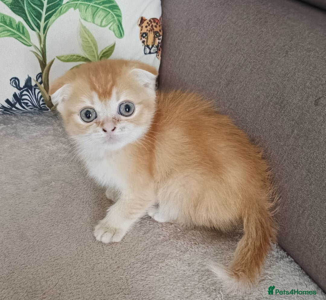 Scottish Fold cats for sale: Scottish Fold Kittens ( Delivery available) - Image 5