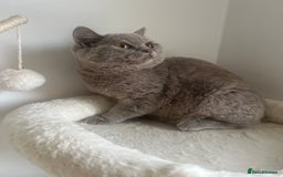 British Shorthair cats for sale: GCCF Registered Lilac British Shorthair Boy - Image 13