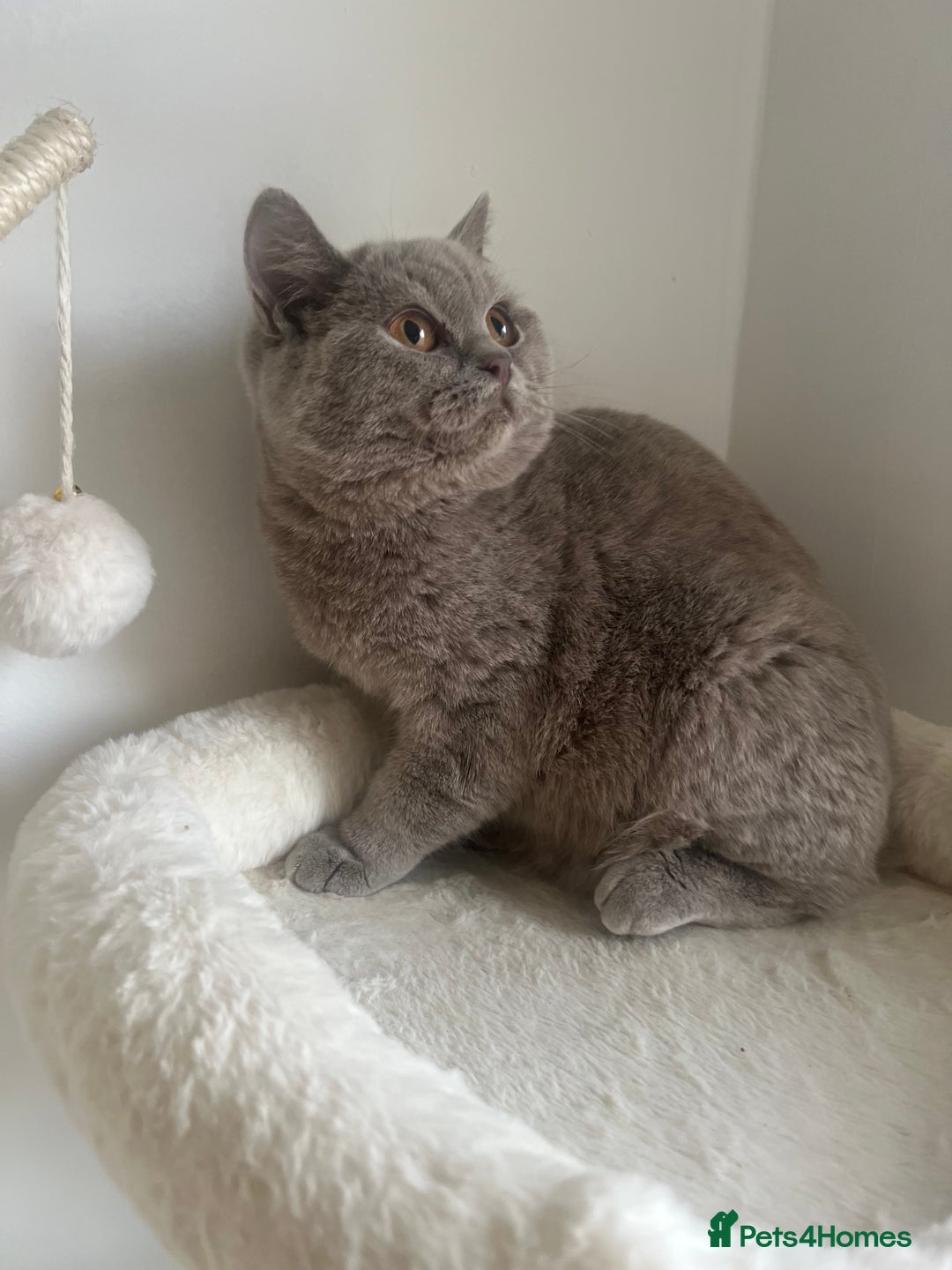 British Shorthair cats for sale: GCCF Registered Lilac British Shorthair Boy - Image 13