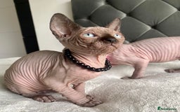 Sphynx cats for sale: Canadian sphinx kittens blue eyes girls  - Image 5