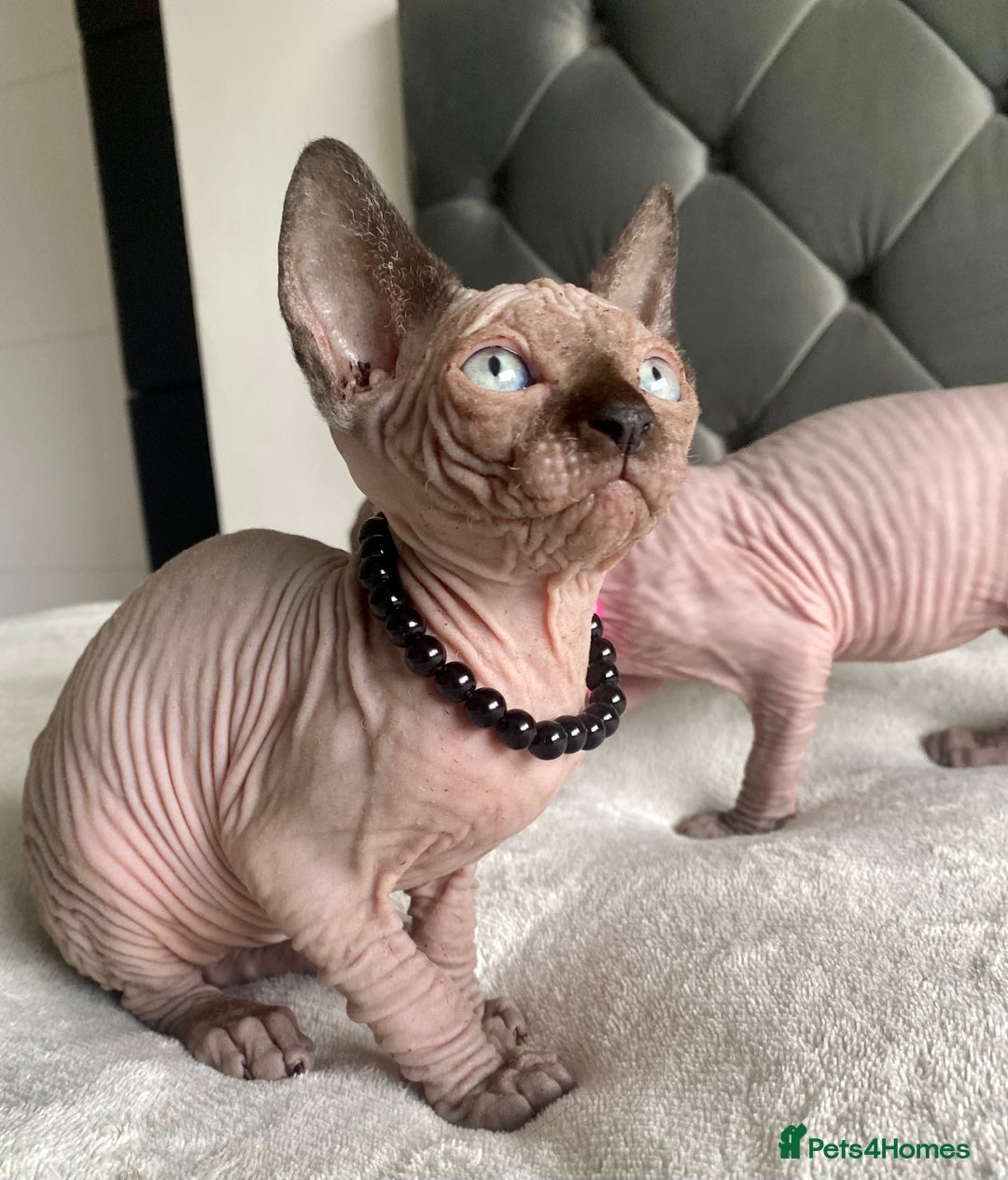 Sphynx cats for sale: Canadian sphinx kittens blue eyes girls  - Image 5
