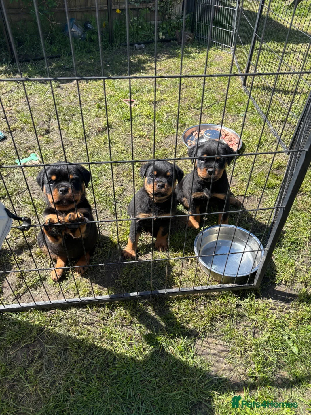 Rottweiler dogs for sale: Beautiful Rottie Pups available  - Advert 15