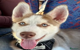 Mixed Breed dogs for sale: Rehoming beautiful husky puppy  - Image 1