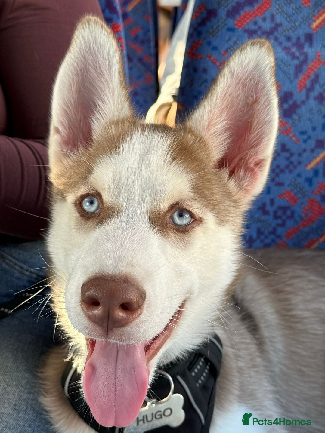 Mixed Breed dogs for sale: Rehoming beautiful husky puppy  - Image 1