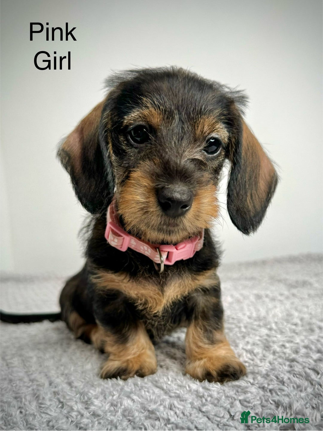 Miniature Dachshund dogs for sale: KC Reg Wire Haired Miniature Dachshund Puppies  - Advert 10