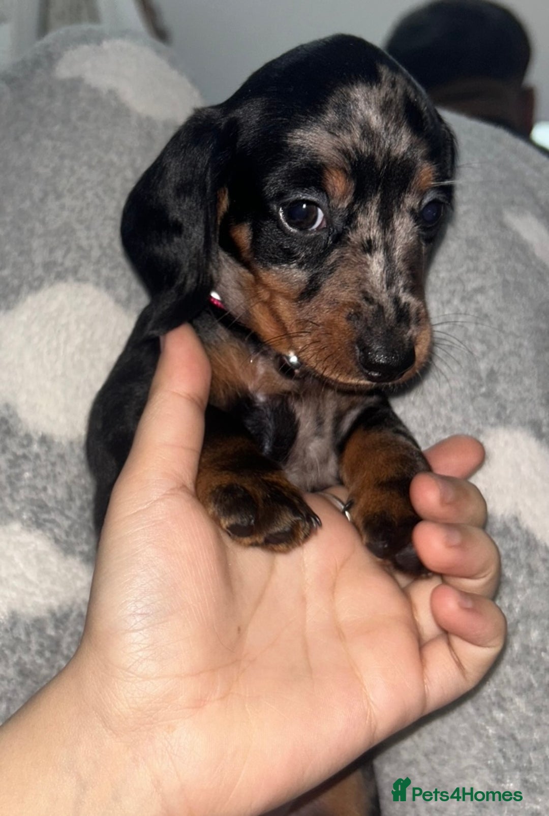 Dachshund dogs for sale: 🐾 Purebred Dachshund Puppies for Sale! 🐾 - Advert 4