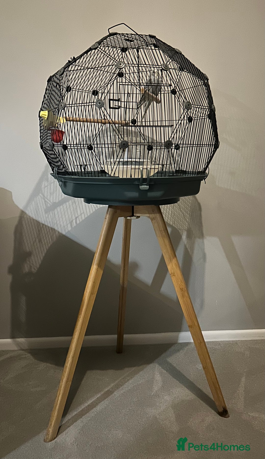 Budgerigars birds for sale: Stunning pair of budgies with cage. - Advert 4