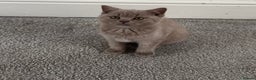 British Shorthair cats for sale: Beautiful Lilac BSH Kittens – Pedigree Parents - Advert 17