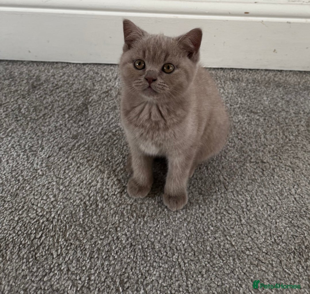 British Shorthair cats for sale: Beautiful Lilac BSH Kittens – Pedigree Parents - Advert 17