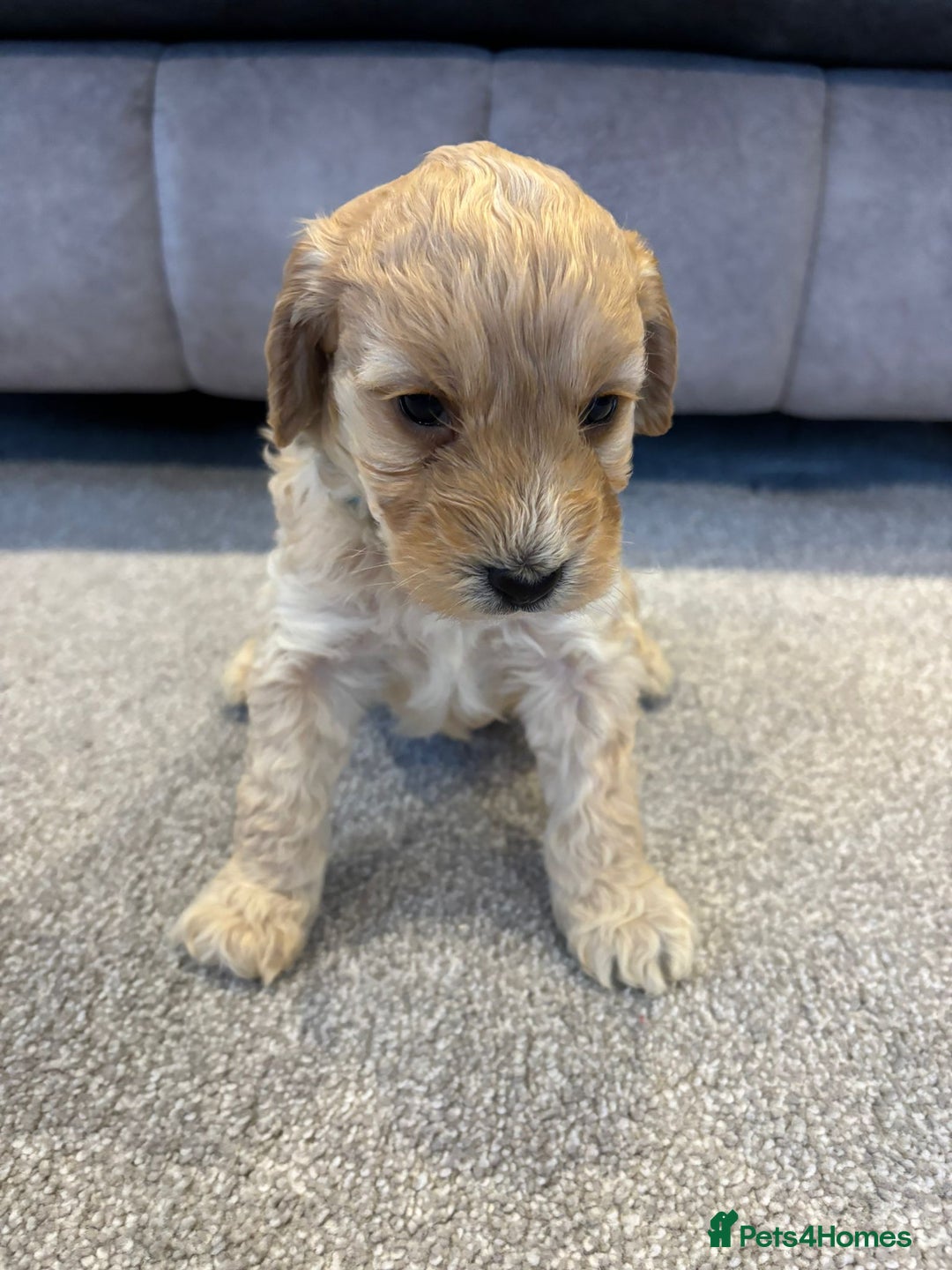 Cockapoo dogs for sale: Six stunning cockapoo puppies - Advert 4