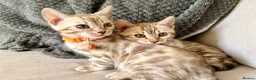 Bengal cats for sale: TICA registered Glitter Bengals  - Advert 5