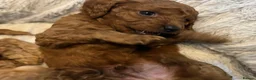 Cavapoo dogs for sale: Dog Trainer’s Cavapoo fur babies   - Advert 32
