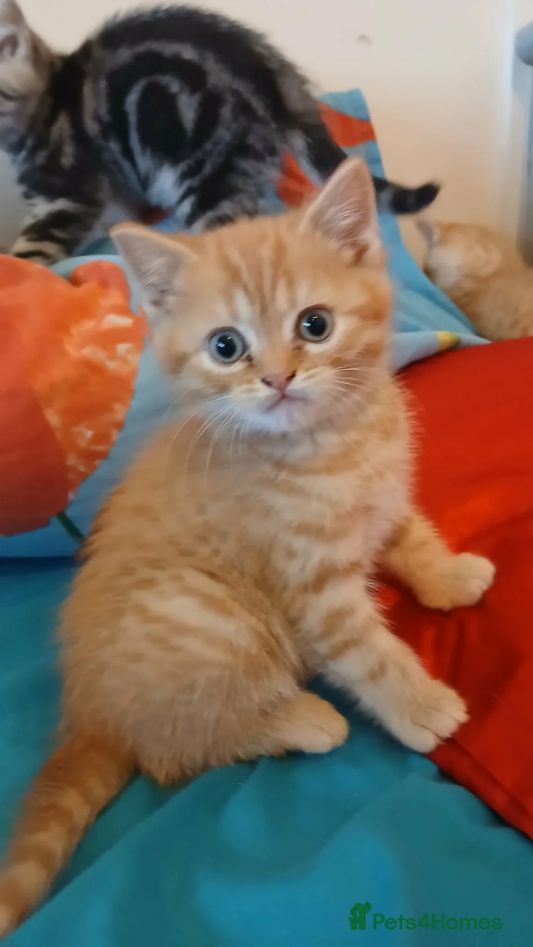 Mixed Breed cats for sale: Kittens is ready for new homes . - Advert 2