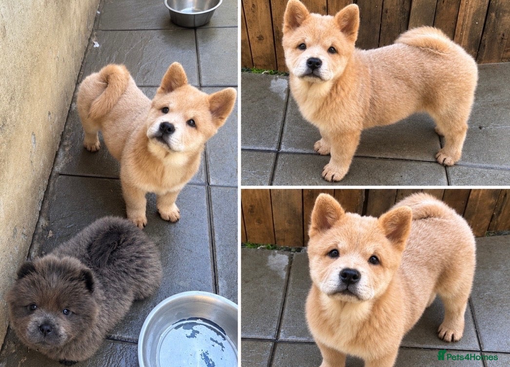 Chow Chow dogs Beautiful fawn smooth  - Advert 21