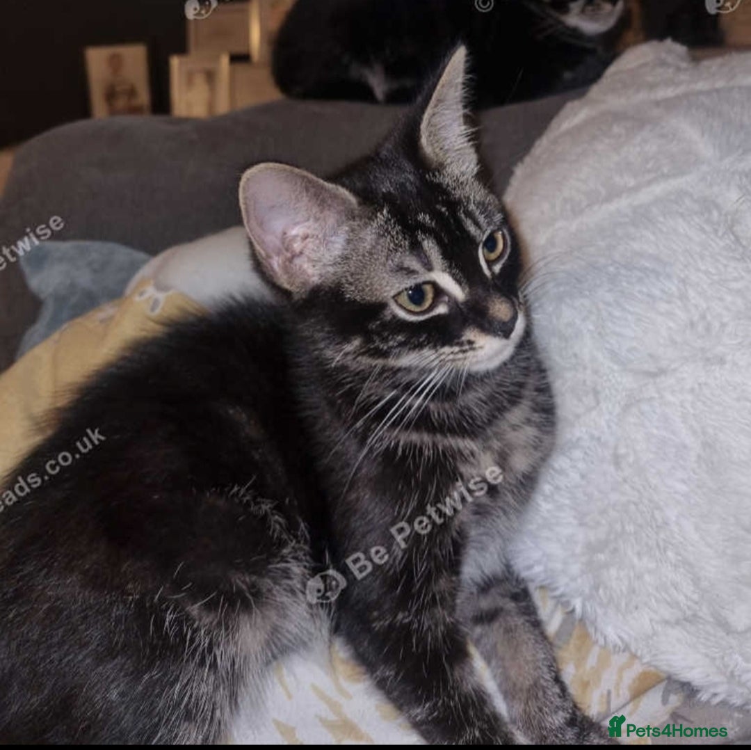 Bengal cats for sale: BROTHER & SISTER BENGAL NORWEGIAN FOREST CAT MIXED - Advert 2