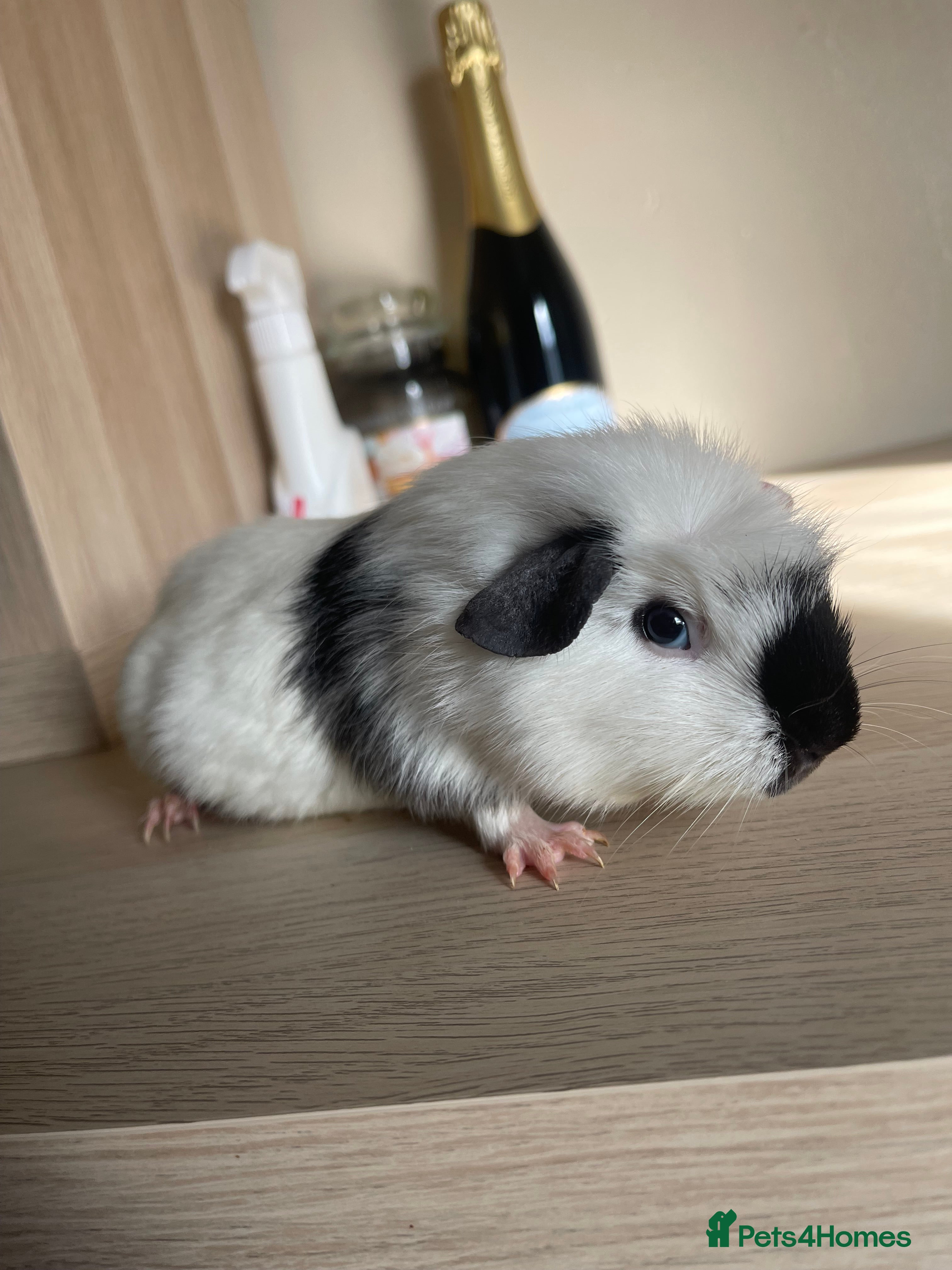 Guinea Pig rodents Baby Guinea Pig Looking For New home - Advert 3