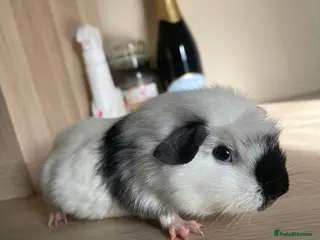 Guinea Pig rodents Baby Guinea Pig Looking For New home - Advert 3