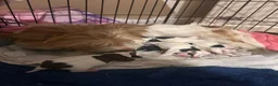 Jack Russell dogs for sale: Jack Russel puppies - Advert 6