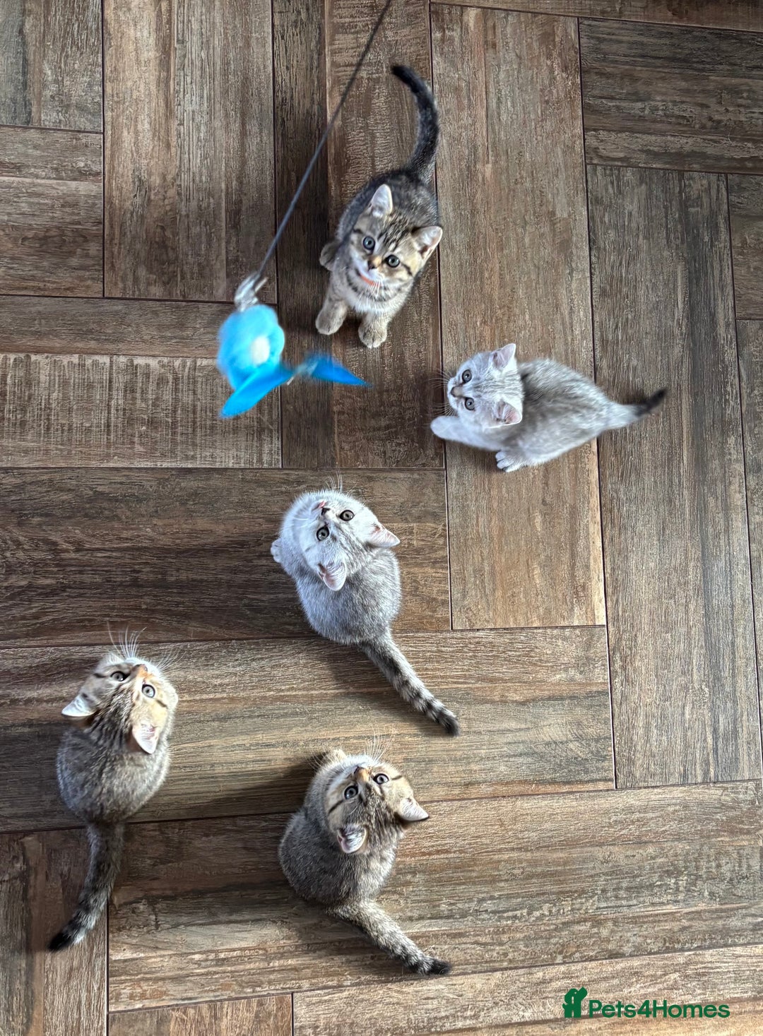 British Shorthair cats for sale: 💎Rare Silver & Spotted BSH Kittens ns 12 & n 24🐾 - Image 12