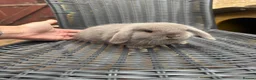 Mini Lop rabbits for sale: 1 Baby Lilac Doe Left 🩶 Ready 11th July  - Advert 5