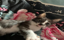 Mixed Breed cats for sale: Ragdoll sphynx mixed kittens ready now  - Image 6