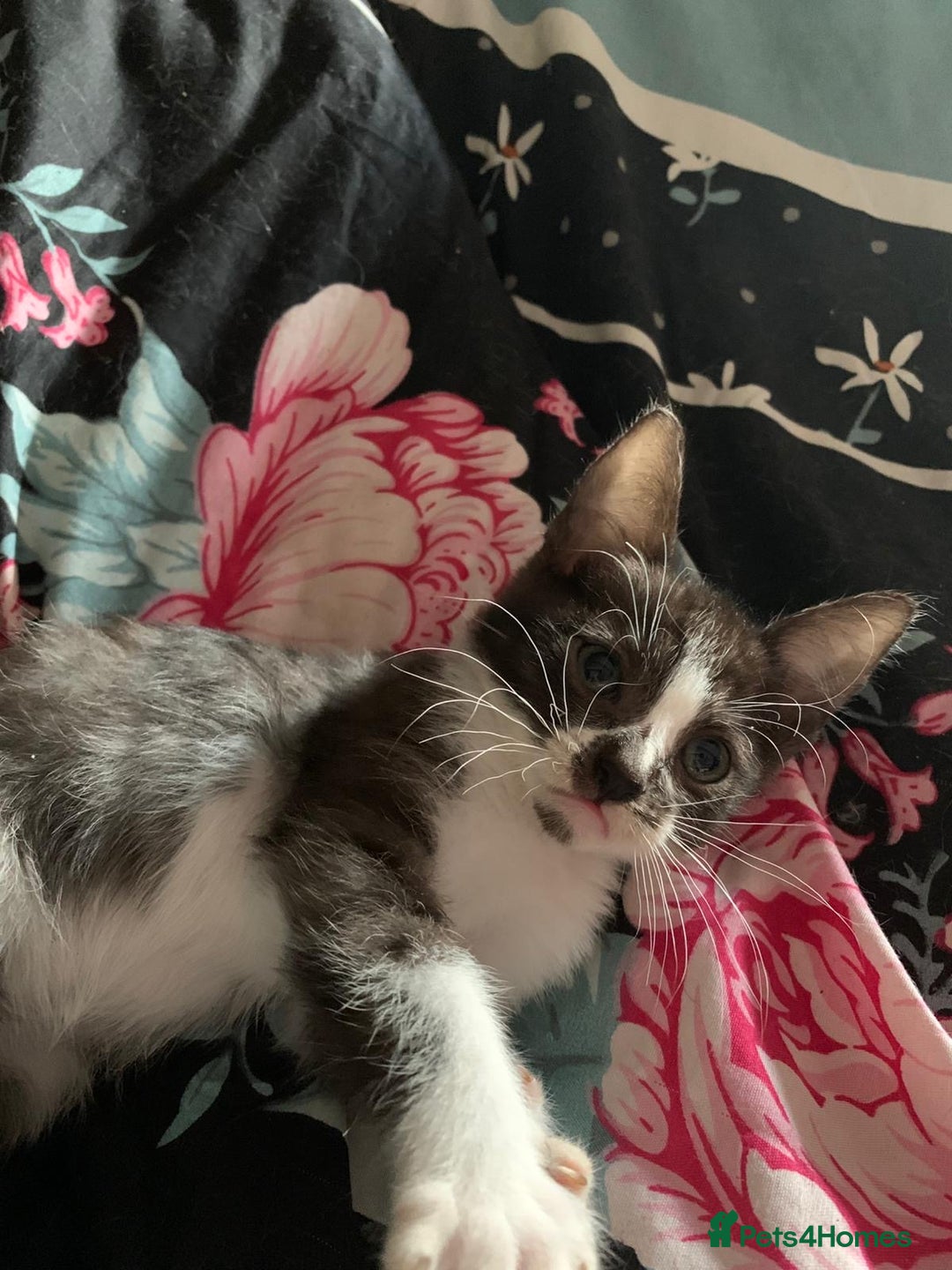 Mixed Breed cats for sale: Ragdoll sphynx mixed kittens ready now  - Image 6
