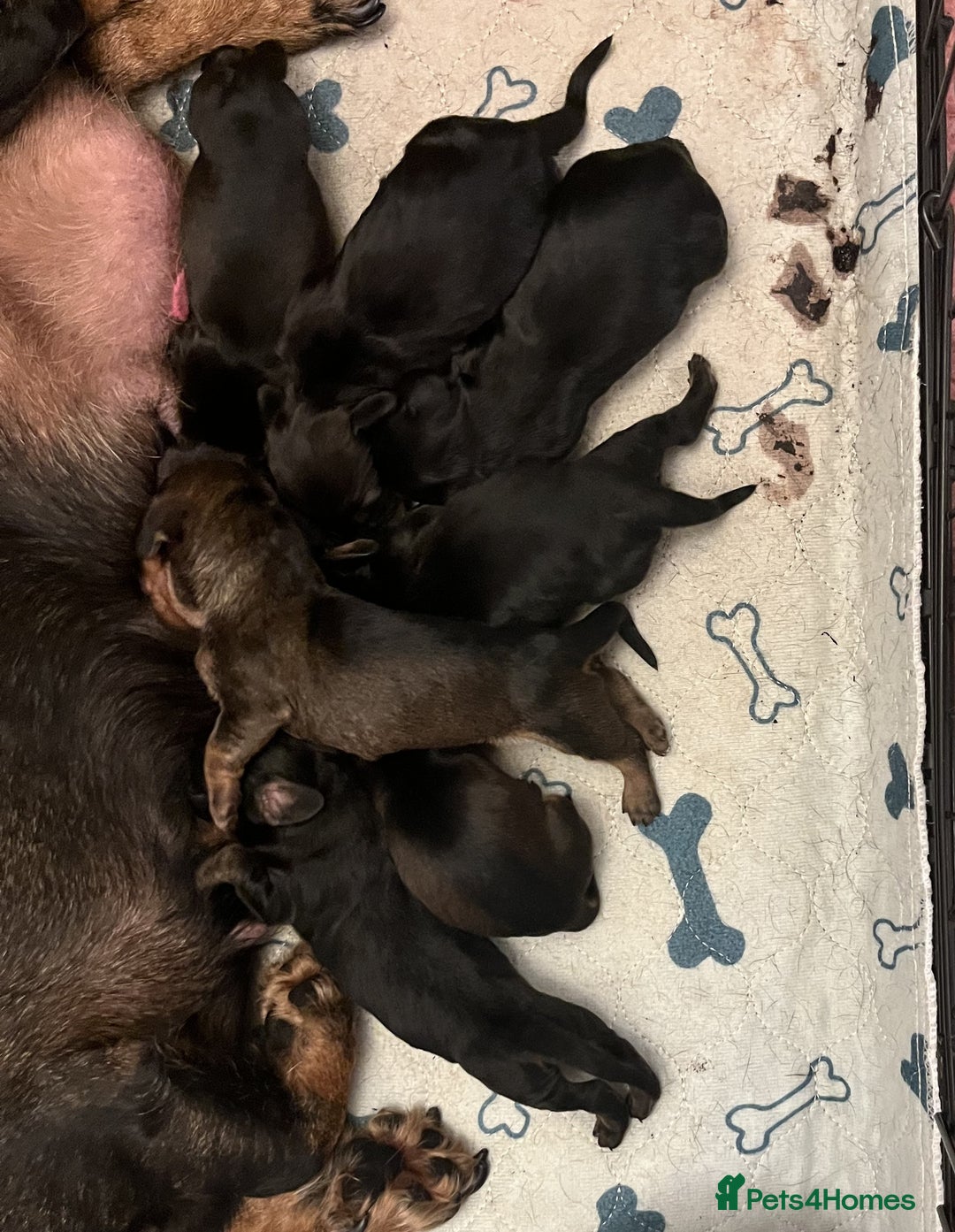 Miniature Dachshund dogs for sale: Beautiful Litter mini Dachshunds - Image 7