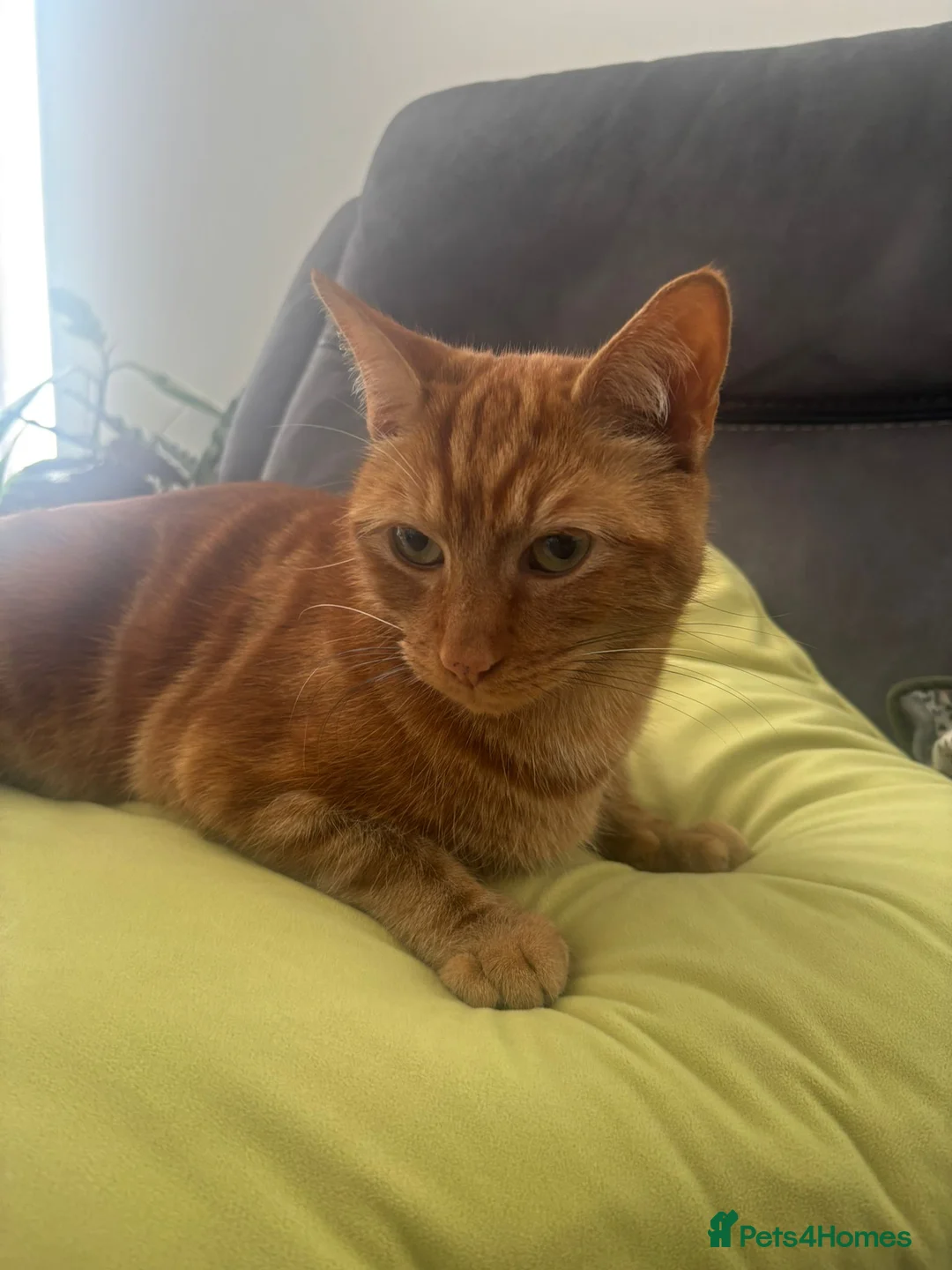 Domestic Shorthair cats for sale: Ginger Domestinc Short Hair in London - Advert 1