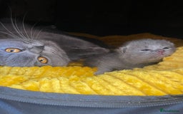 British Shorthair cats for sale: British shorthair female kitten❤️ - Image 8