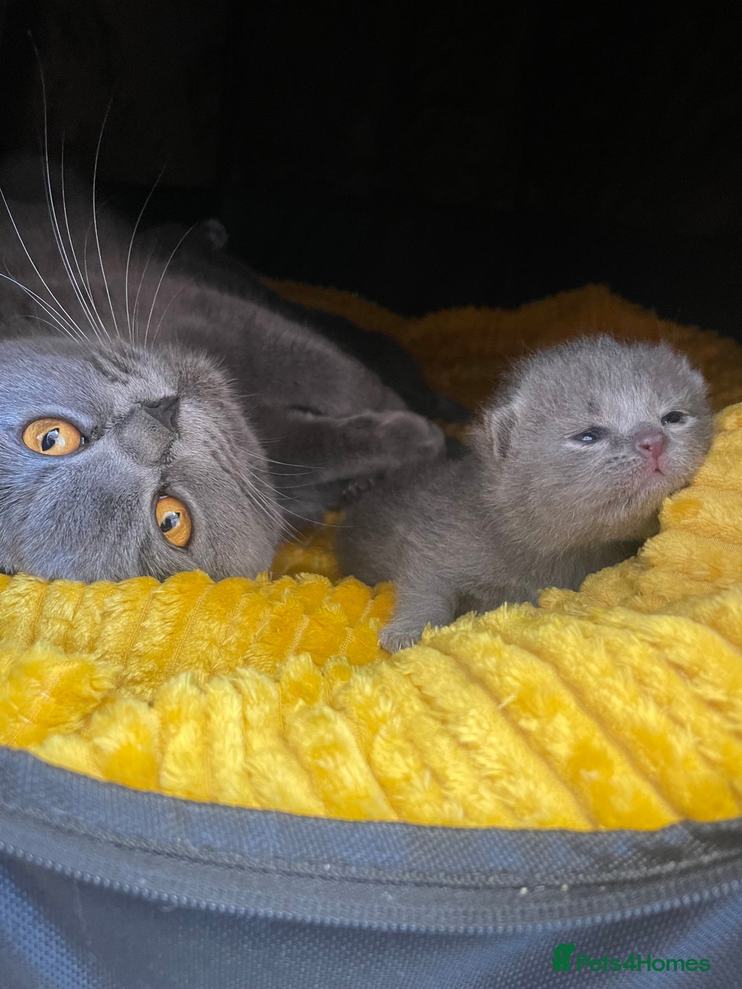 British Shorthair cats for sale: British shorthair female kitten❤️ - Image 8