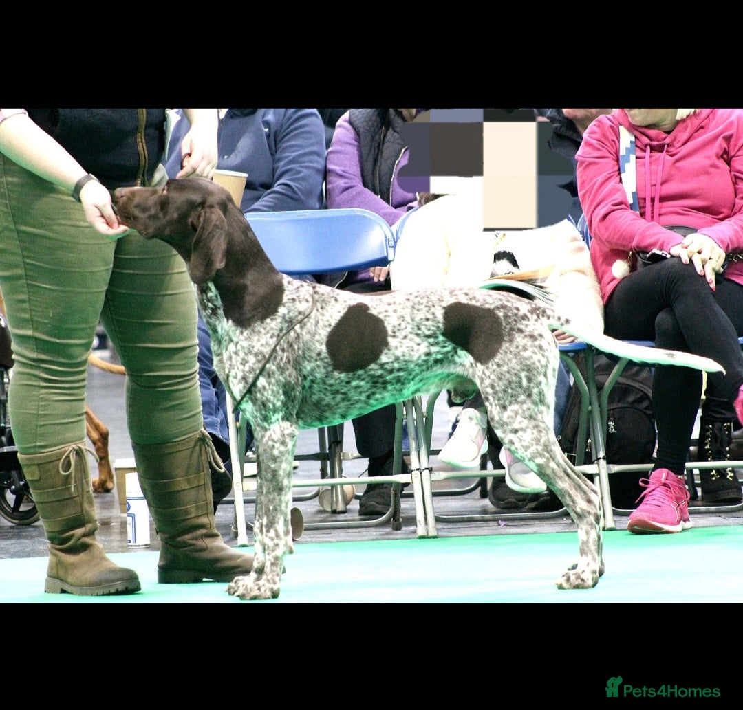 German Shorthaired Pointer dogs for sale: Beautiful GSP puppies. - Advert 15